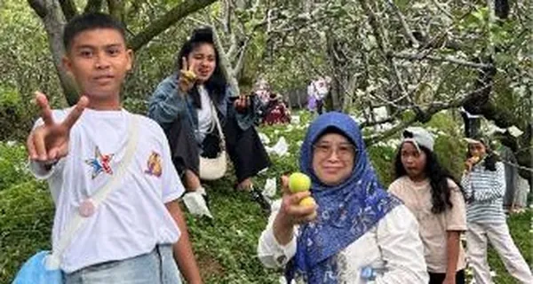 Keluarga menikmati momen memanen jeruk di kebun dengan udara pegunungan yang asri