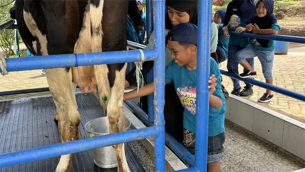Wisata edukasi: Belajar memerah susu sapi secara langsung bersama instruktur ahli